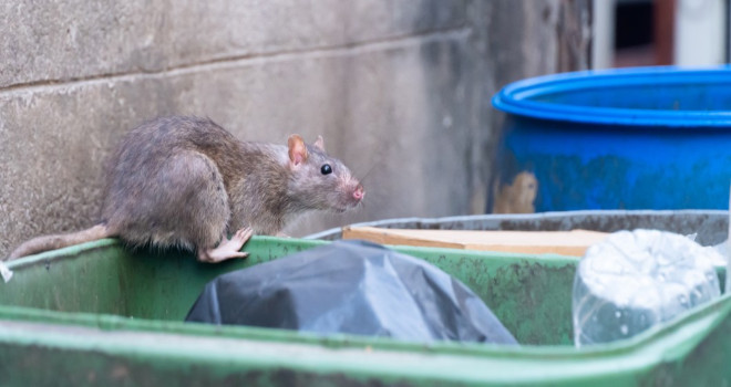 Hantavirus-Debatte durch Atlantik-Kreuzfahrtschiff-Fall neu entflammt — WHO-Arbeitshypothese: Infektion vor Einschiffung, nicht HVAC-Übertragung